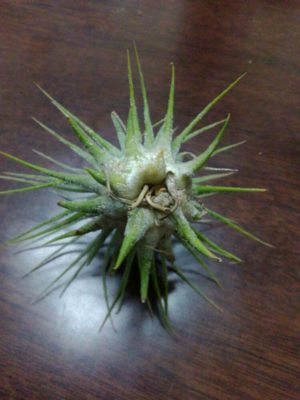 Photo byAsfurさん@GreenSnap