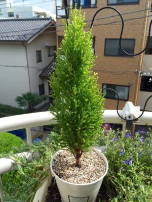 Photo by hideさん@GreenSnap