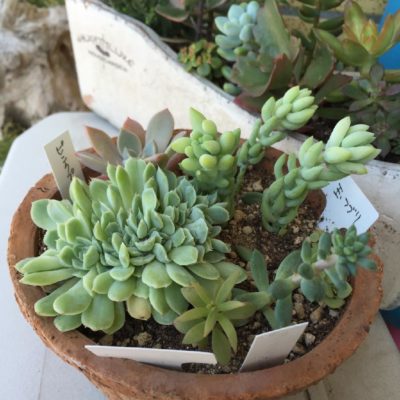 Photo by aoさん@GreenSnap