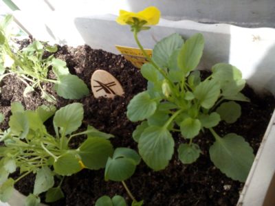 Photo by はなはなさん@GreenSnap