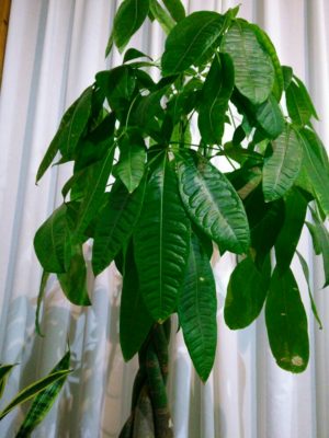 Photo by rainさん@GreenSnap