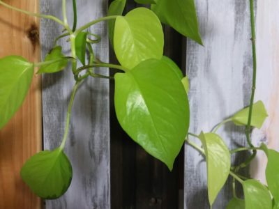 Photo by はなはなさん@GreenSnap