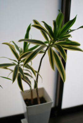 Photo by bananaさん@GreenSnap