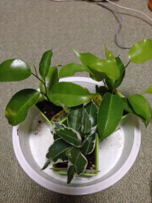 Photo by 氷麗さん@GreenSnap