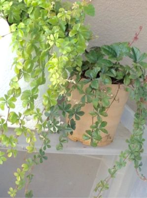 Photo by emiさん@GreenSnap