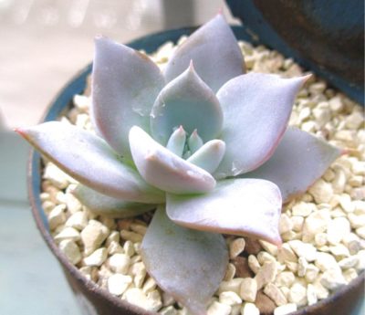 Photo by manaさん@GreenSnap