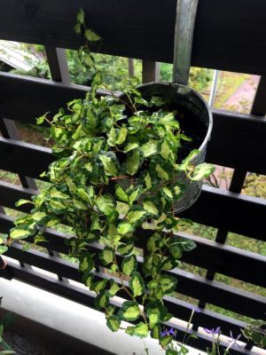 Photo bysatsuki6 さん@GreenSnap