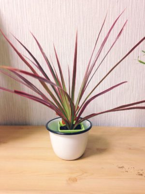 Photo by ちょこさん@GreenSnap