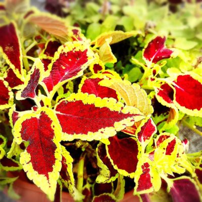 Photo by みささん@GreenSnap