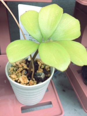 Photo by ベテルギウスさん@GreenSnap