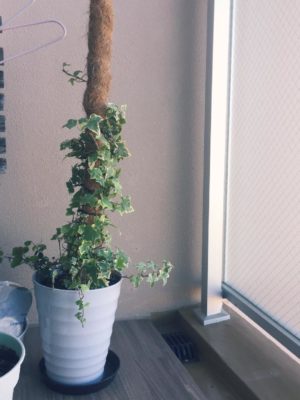 Photo by ®️mamさん@GreenSnap