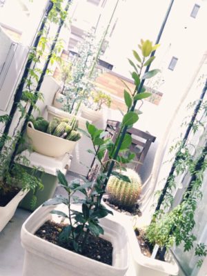 観葉植物に支柱は必要 悩みを解決 Greensnap グリーンスナップ