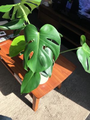 Photo by たいちゃんさん@GreenSnap