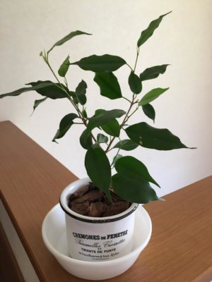 Photo by ゆめさん@GreenSnap