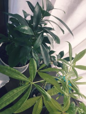 Photo by 涉さん@GreenSnap