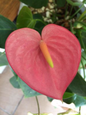 Photo by マモサンさん@GreenSnap