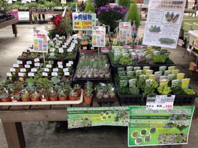 Photo by ハチクロさん@GreenSnap 