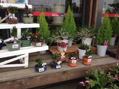 Photo by ハチクロさん@GreenSnap 