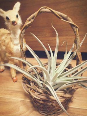 Photo by ちぃさん@GreenSnap 