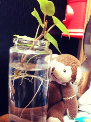 Photo by ちぇすずめさん@GreenSnap 