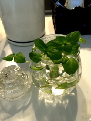 Photo by nagi_chanさん@GreenSnap 