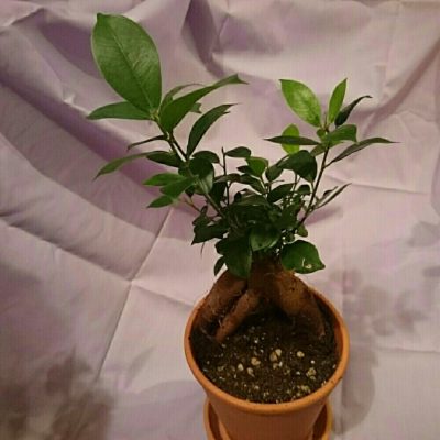 Photo by 詠楓さん@GreenSnap 