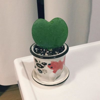 花言葉は 人生の門出 満足 という観葉植物ホヤ Greensnap グリーンスナップ