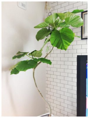 Photo by Bambiさん@GreenSnap