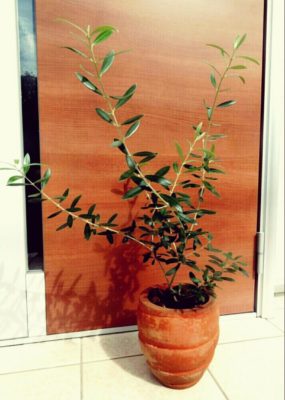 Photo by Naobonさん@GreenSnap