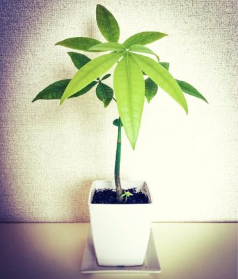 Photo by ゆみこさん@GreenSnap