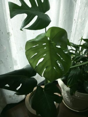 Photo by なつこさん@GreenSnap