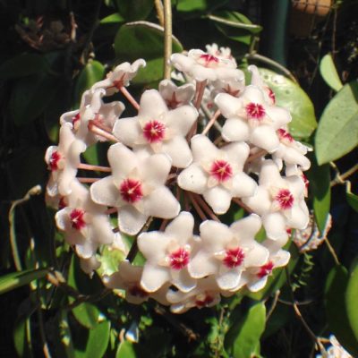 Photo by maruさん@GreenSnap