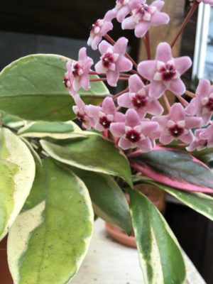 Photo by a.tさん@GreenSnap