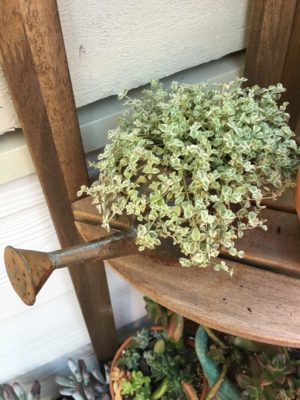 Photo by タラコさん@GreenSnap