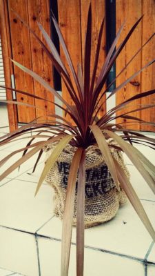 Photo by *akko*さん@GreenSnap