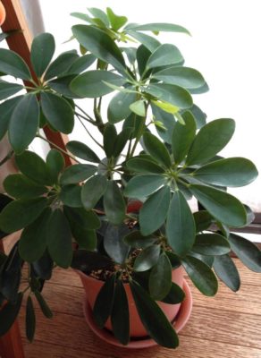 Photo by うさ吉さん@GreenSnap