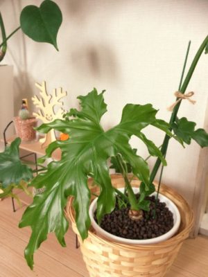 Photo by aimsさん@GreenSnap