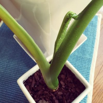 Photo by tomochiさん@GreenSnap