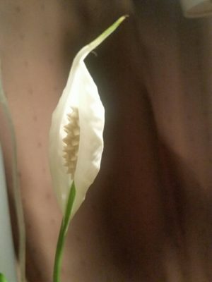 Photo by あきらさん@GreenSnap