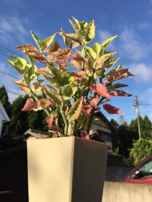 Photo by さっちゃんさん@GreenSnap