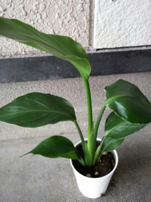 Photo by miniさん@GreenSnap