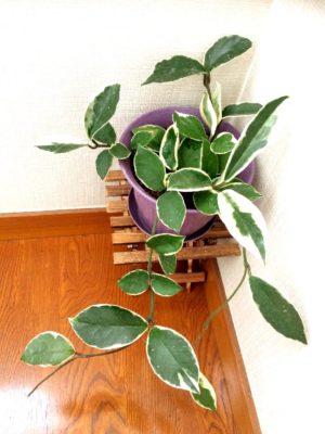 Photo by aimsさん@GreenSnap