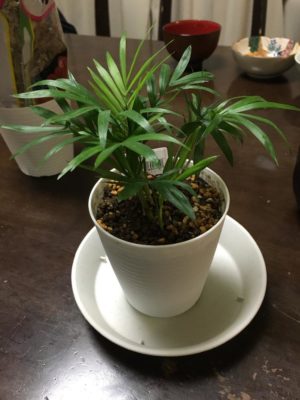 Photo by ラグさん@GreenSnap