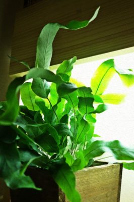 Photo by つるみさん@GreenSnap