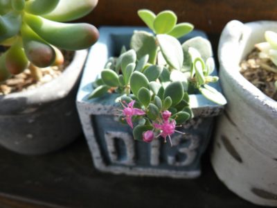 Photo by ...ayaka...さん@GreenSnap