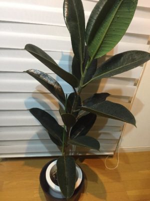 Photo by HAMMERさん@GreenSnap