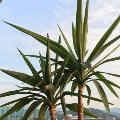 Photo by kisselさん@GreenSnap