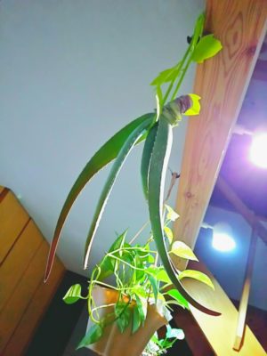 Photo by rainさん@GreenSnap