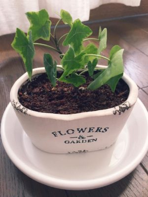 Photo by こゆめさん@GreenSnap