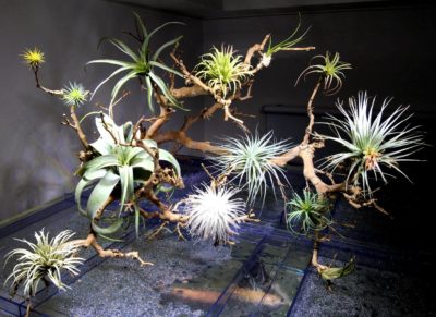 Photo by ポルカドットさん@GreenSnap